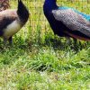 Punta Cana: Xploration Animal Park Bus Tour with Encounters - Image 8