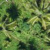 Boca Chica : Los Haitises Guided Hike and Kayaking - Image 13