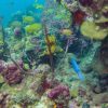 La Romana: Scuba Diving in Catalina Island - Image 10