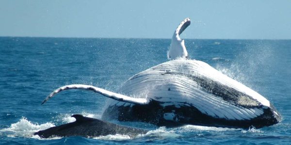 From Punta Cana: Sanctuary Whale Watching Day Trip