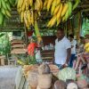 From Punta Cana: Los Haitises and Redonda Mountain Day Trip - Image 2